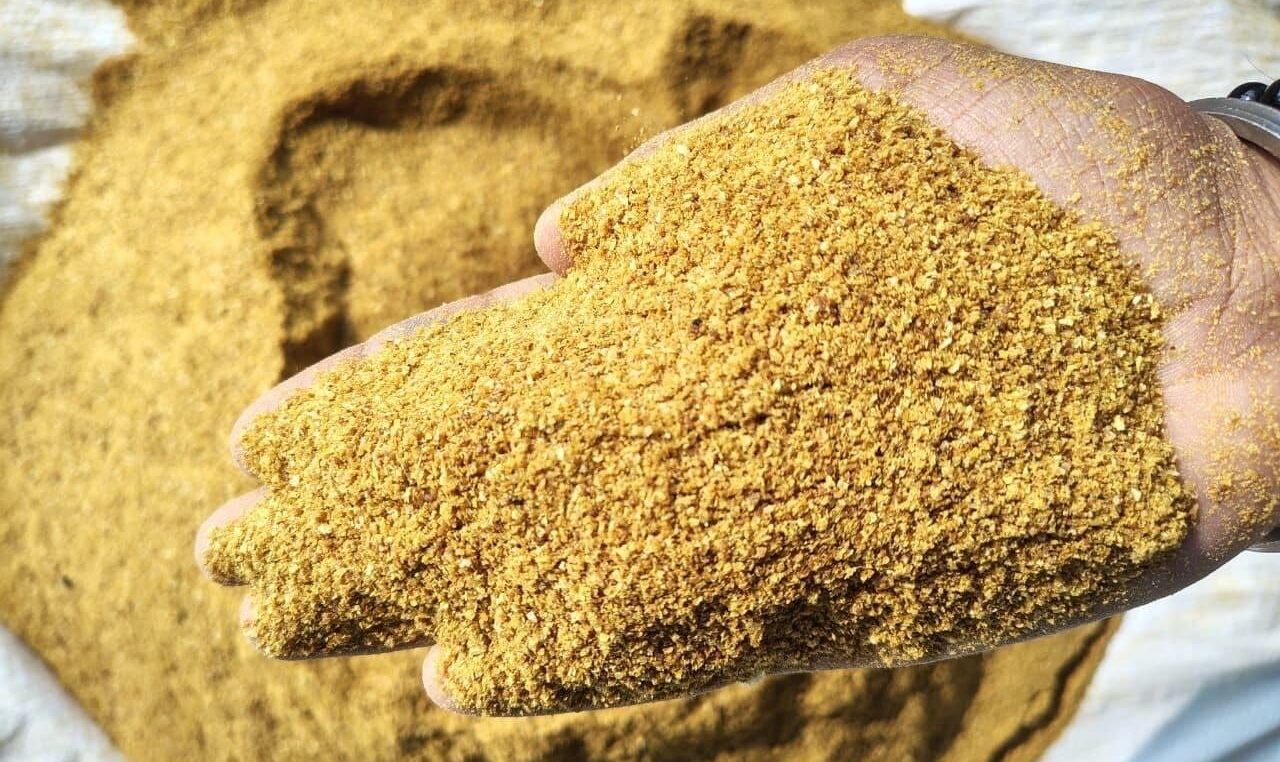 Maize DDGS Supplier in India for poultry and animal feed